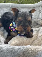 Boy A, a male Yorkshire Terrier for sale in Tallahassee, FL – 9 of 10