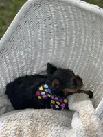 Boy A, a male Yorkshire Terrier for sale in Tallahassee, FL – 7 of 10