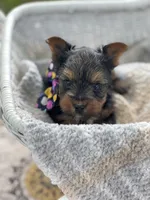Boy A, a male Yorkshire Terrier for sale in Tallahassee, FL – 8 of 10
