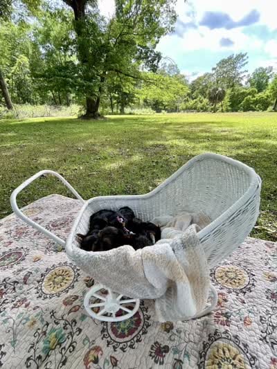 Boy C Tiniest Baby!, a male Yorkshire Terrier for sale in Tallahassee, FL – 10 of 10