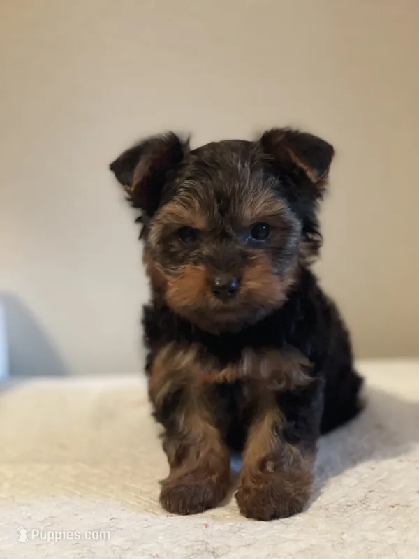 Boy B – Yorkshire Terrier puppy for sale in Tallahassee, FL