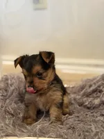 Girl A, a female Yorkshire Terrier for sale in Tallahassee, FL – 4 of 10