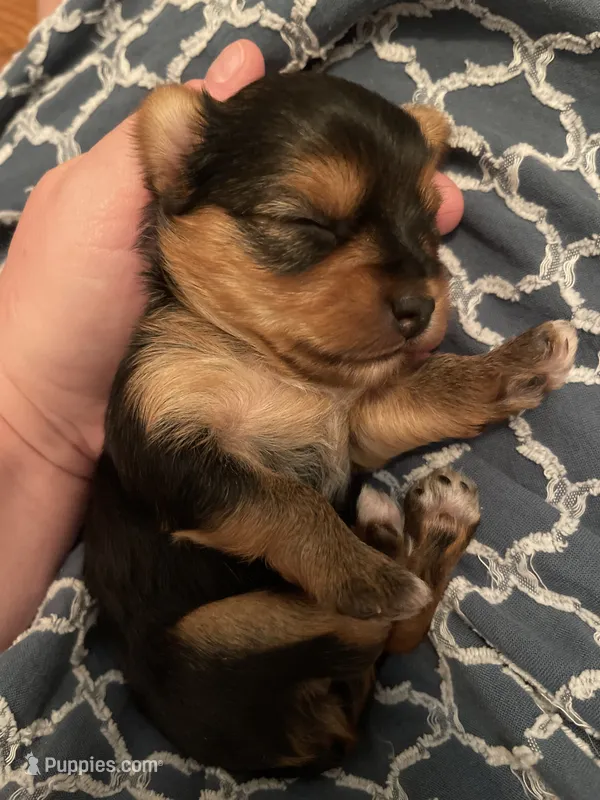 Girl B – Yorkshire Terrier puppy for sale in Tallahassee, FL