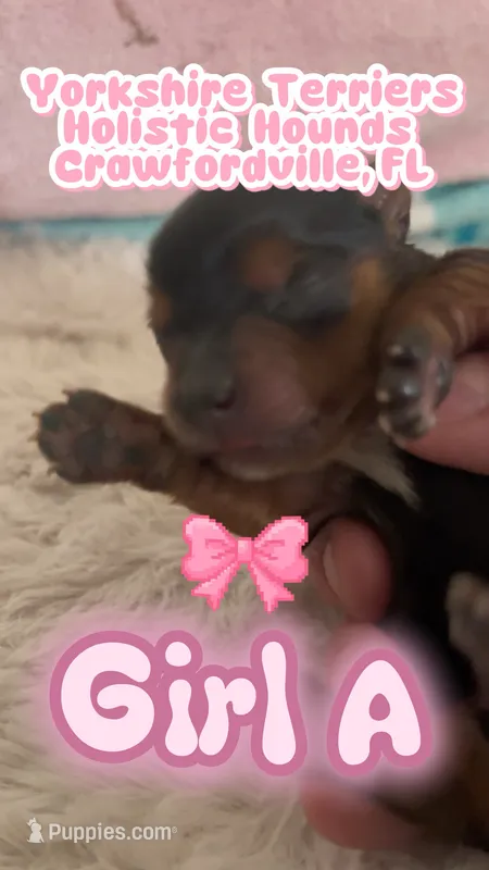 Girl A – Yorkshire Terrier puppy for sale in Tallahassee, FL