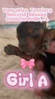 Girl A, a female Yorkshire Terrier for sale in Tallahassee, FL – 1 of 9