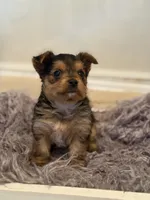 Girl A, a female Yorkshire Terrier for sale in Tallahassee, FL – 6 of 10