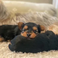 Girl B, a female Yorkshire Terrier for sale in Tallahassee, FL – 2 of 10
