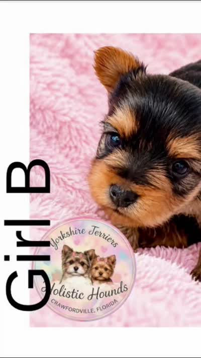 Girl B, a female Yorkshire Terrier for sale in Tallahassee, FL – 8 of 10