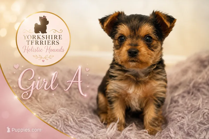 Girl A – Yorkshire Terrier puppy on hold in Tallahassee, FL