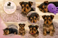 Girl A, a female Yorkshire Terrier for sale in Tallahassee, FL – 2 of 10