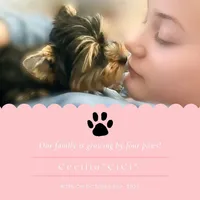 CiCi, a female Yorkshire Terrier for sale in Tallahassee, FL – Photo 4 of 6