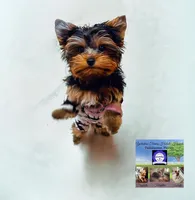 CiCi, a female Yorkshire Terrier for sale in Tallahassee, FL – Photo 5 of 6