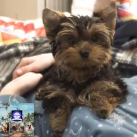 CiCi, a female Yorkshire Terrier for sale in Tallahassee, FL – Photo 6 of 6