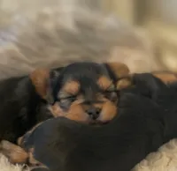 Girl B, a female Yorkshire Terrier for sale in Tallahassee, FL – 6 of 10