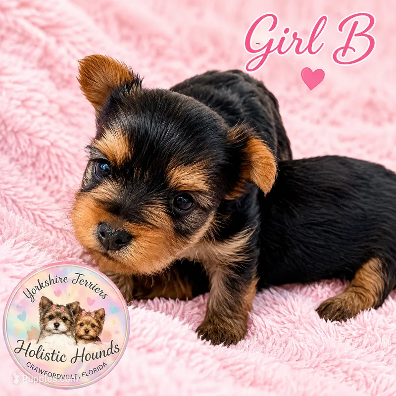 Girl B – Yorkshire Terrier puppy for sale in Tallahassee, FL