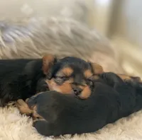 Girl B, a female Yorkshire Terrier for sale in Tallahassee, FL – 3 of 10