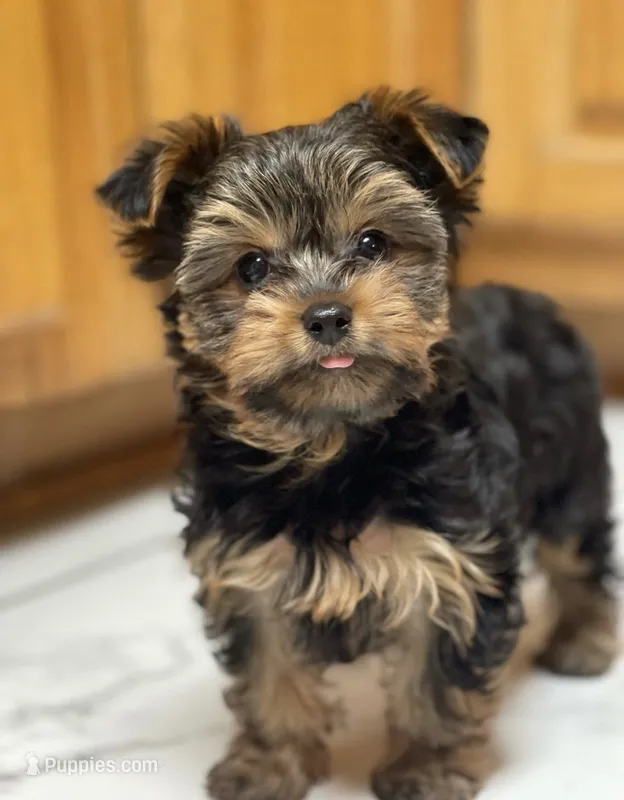 Boy B “Teddy” – Yorkshire Terrier puppy for sale in Tallahassee, FL