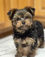 Boy B “Teddy”, a male Yorkshire Terrier for sale in Tallahassee, FL – 1 of 8