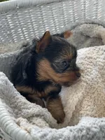 Girl A, a female Yorkshire Terrier for sale in Tallahassee, FL – 8 of 9
