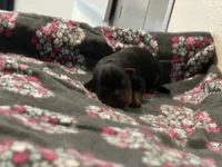 Girl A, a female Yorkshire Terrier for sale in Tallahassee, FL – Photo 2 of 5