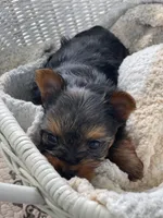 Girl A, a female Yorkshire Terrier for sale in Tallahassee, FL – 7 of 9