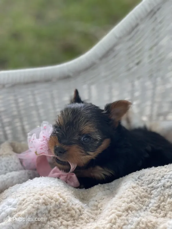 Girl A – Yorkshire Terrier puppy on hold in Tallahassee, FL