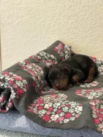 Girl A, a female Yorkshire Terrier for sale in Tallahassee, FL – Photo 4 of 5