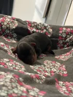 Girl A, a female Yorkshire Terrier for sale in Tallahassee, FL – Photo 3 of 5