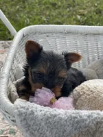 Girl A, a female Yorkshire Terrier for sale in Tallahassee, FL – 2 of 9