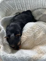 Girl A, a female Yorkshire Terrier for sale in Tallahassee, FL – 5 of 9