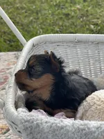 Girl A, a female Yorkshire Terrier for sale in Tallahassee, FL – 4 of 9