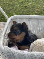 Girl A, a female Yorkshire Terrier for sale in Tallahassee, FL – 3 of 9