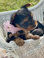 Girl A, a female Yorkshire Terrier for sale in Tallahassee, FL – 6 of 9