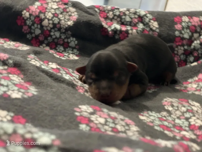 Girl A – Yorkshire Terrier puppy for sale in Tallahassee, FL