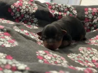 Girl A, a female Yorkshire Terrier for sale in Tallahassee, FL – Photo 1 of 5