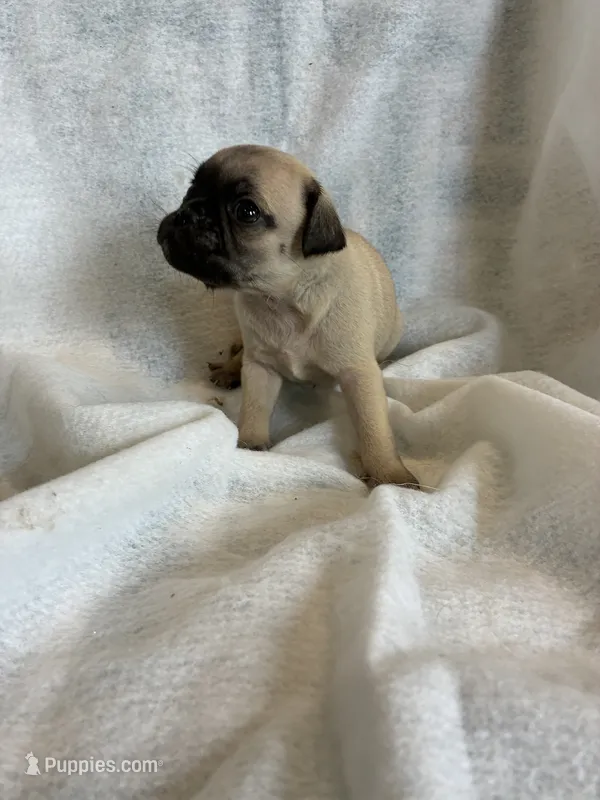 boy 1 – Pug puppy for sale in Brooksville, FL