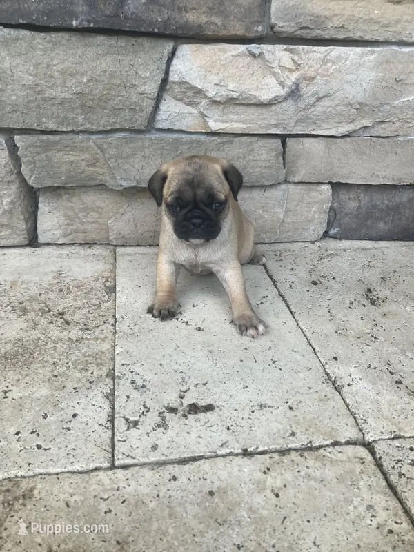 girl2 – Pug puppy for sale in Brooksville, FL