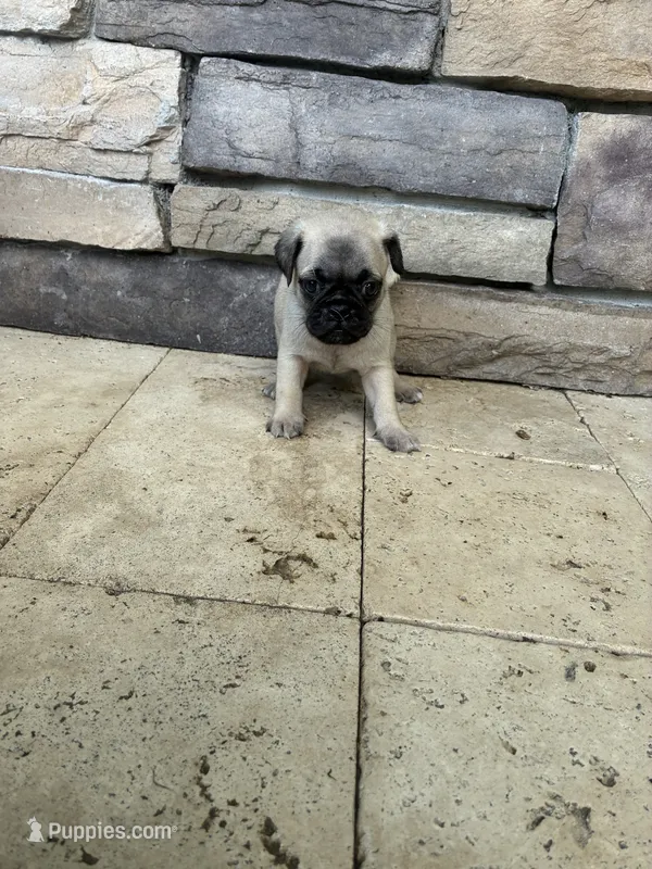 boy 1 – Pug puppy for sale in Brooksville, FL