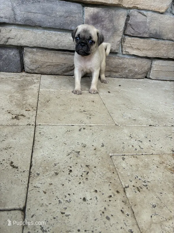 girl2 – Pug puppy for sale in Brooksville, FL