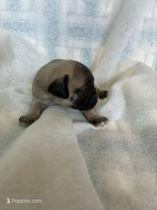 boy1 – Pug puppy for sale in Brooksville, FL