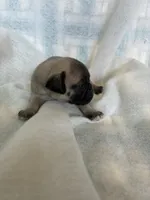 boy1, a male Pug for sale in Brooksville, FL – 1 of 2