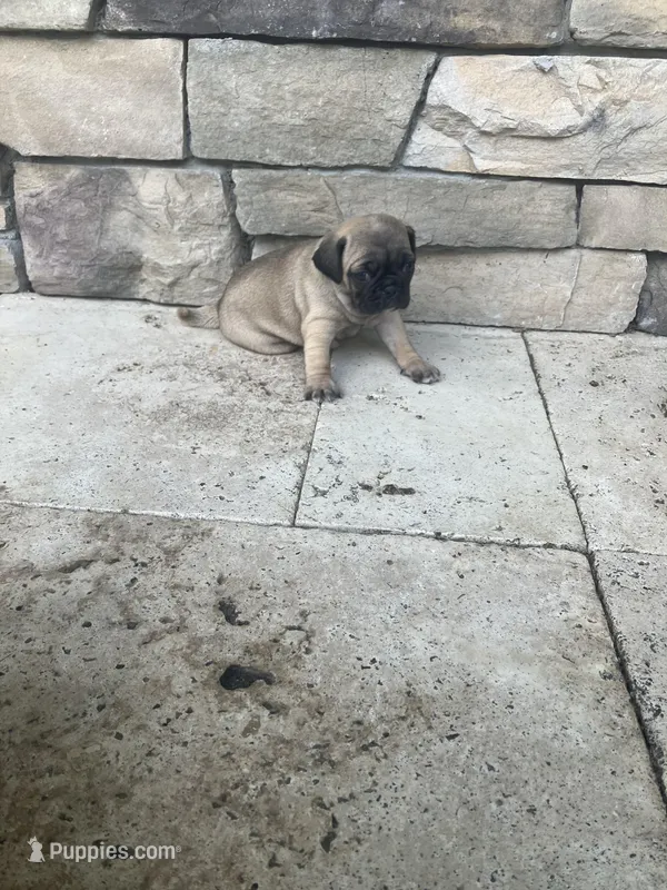 boy 1 – Pug puppy for sale in Brooksville, FL