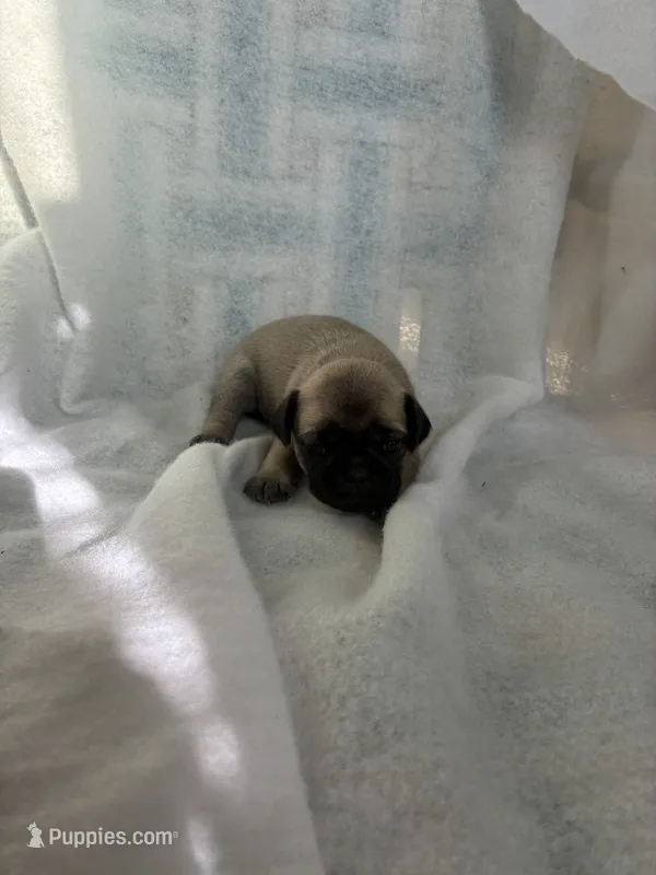girl3 – Pug puppy for sale in Brooksville, FL