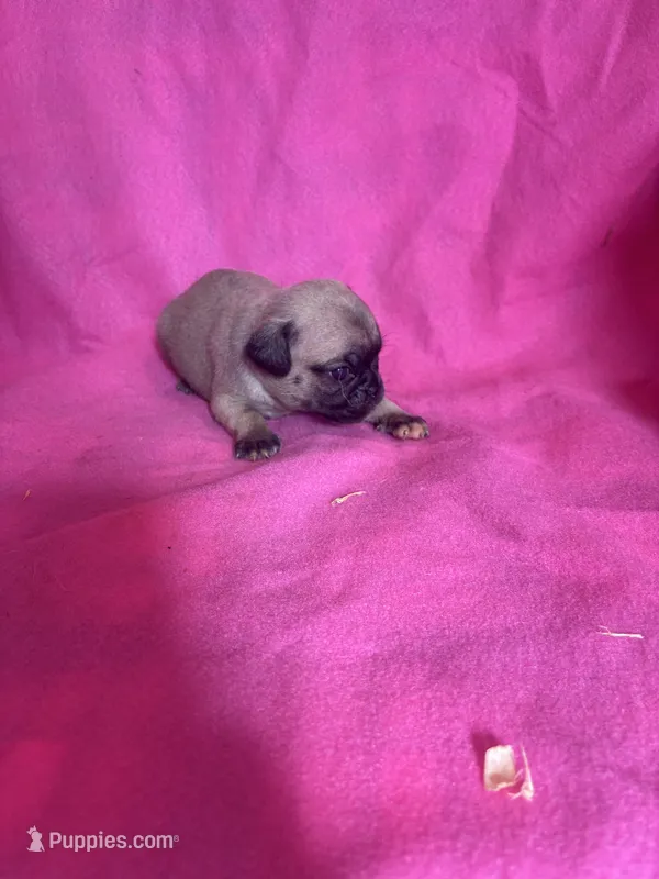 boy4 – Pug puppy for sale in Brooksville, FL