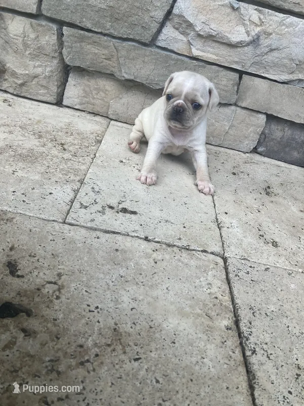 girl1 – Pug puppy for sale in Brooksville, FL