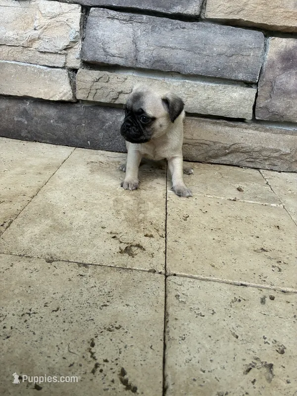 boy4 – Pug puppy for sale in Brooksville, FL