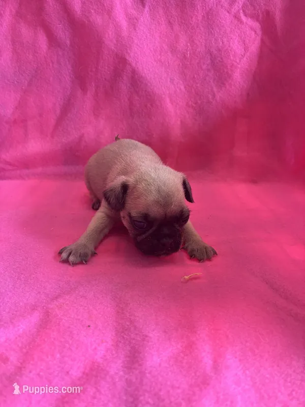 girl1 – Pug puppy for sale in Brooksville, FL