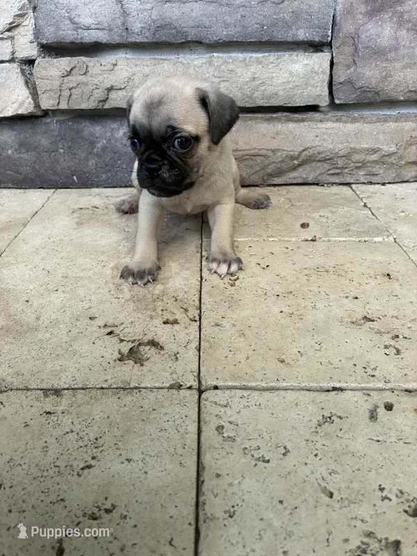 boy 2 – Pug puppy for sale in Brooksville, FL