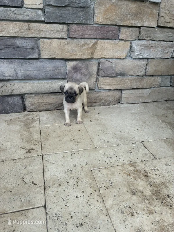 boy 3 – Pug puppy for sale in Brooksville, FL