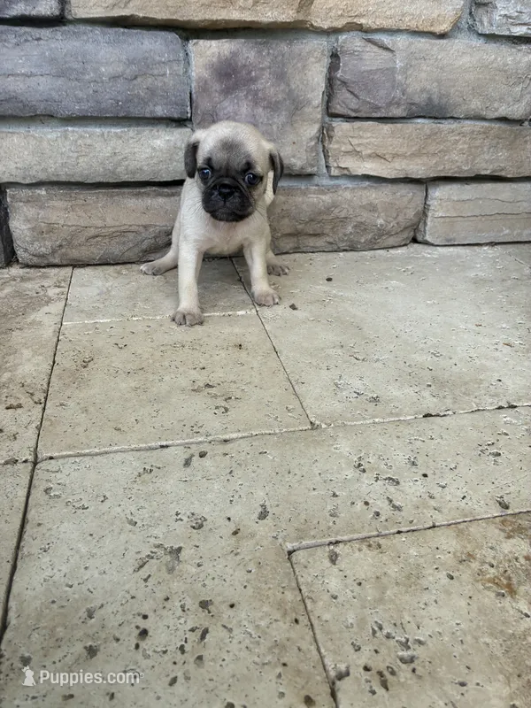 girl1 – Pug puppy for sale in Brooksville, FL